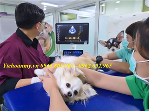Top 3 Mẫu Máy Siêu Âm Thú Y Chất Lượng Cao Các Bác Sỹ Nên Mua