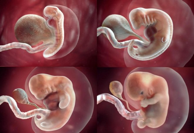 Hình ảnh siêu âm 5D thai 9 tuần tuổi? Siêu âm thai nhi 9 tuần tuổi